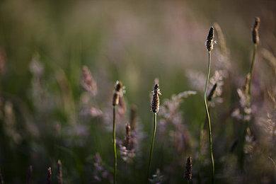 《哥特王朝：重制版》新截图 恐怖森林尸体遍地